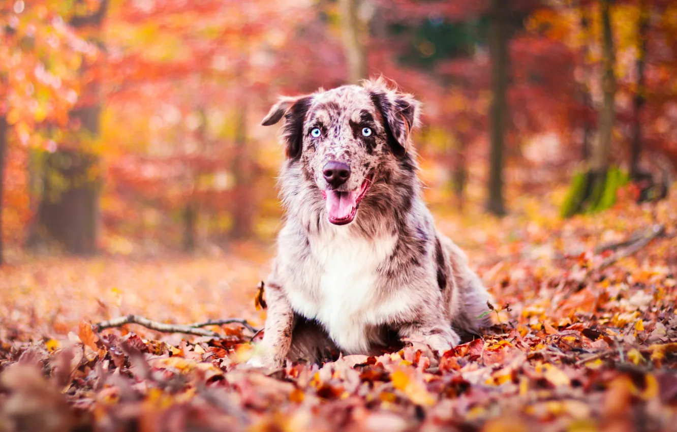 Photo wallpaper autumn, language, look, Park, paint, foliage, color, portrait