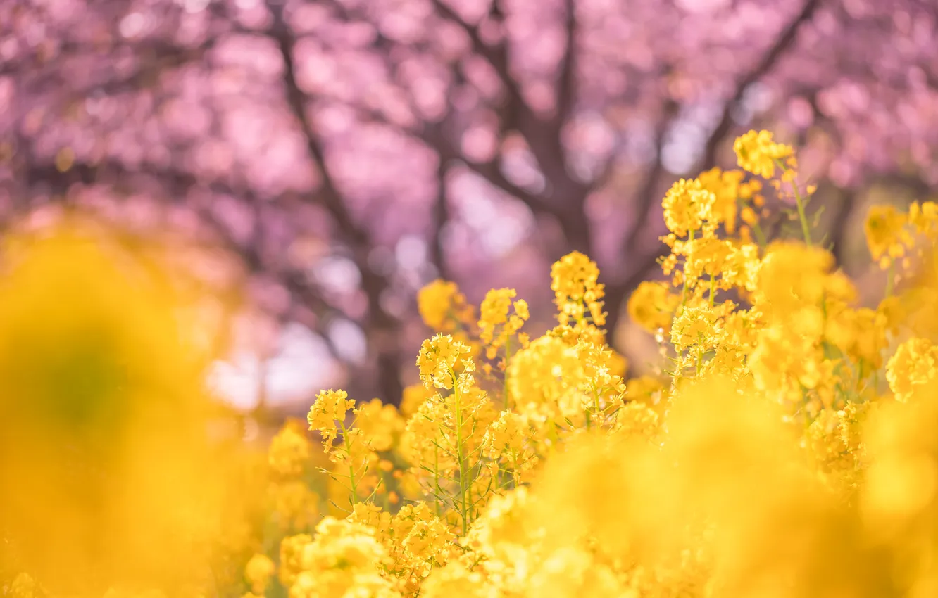 Photo wallpaper flowers, spring, rape