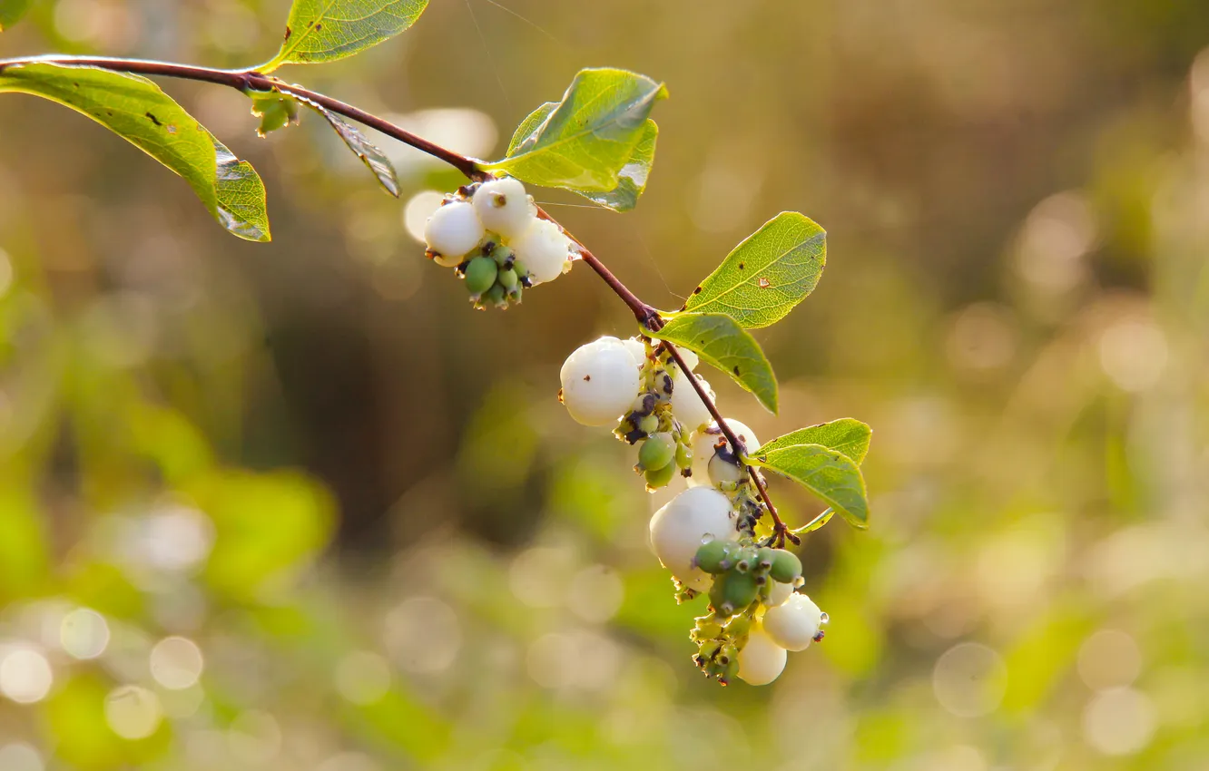 Photo wallpaper white, fruit, plant, twig