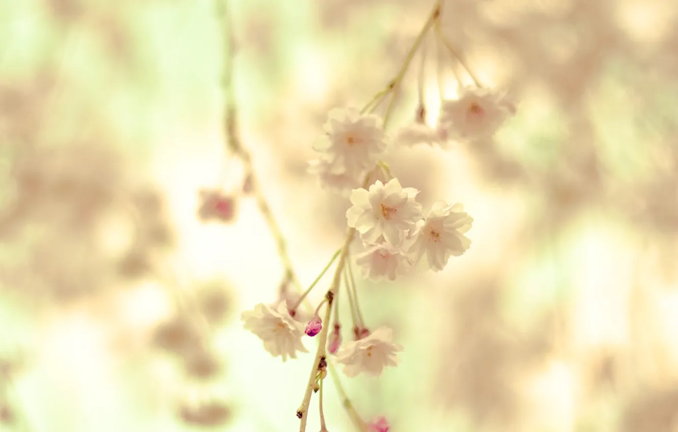 Photo wallpaper macro, flowers, nature, tenderness, spring, blur, Branch, cream