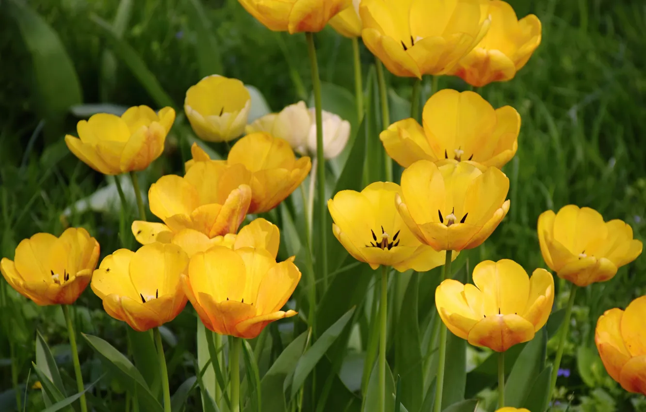 Photo wallpaper spring, flowers, yellow tulips, yellow tulips