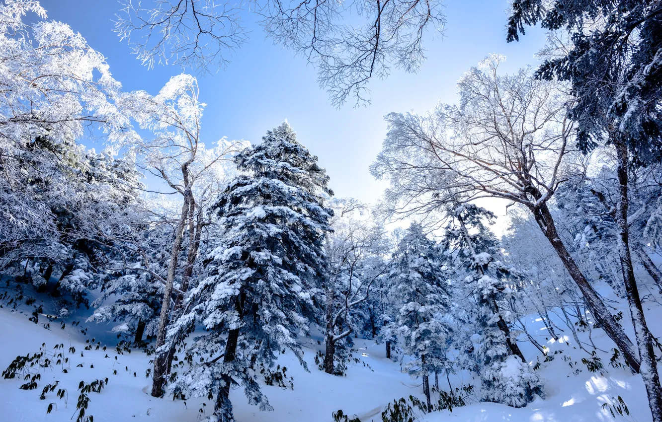 Photo wallpaper winter, frost, forest, the sky, snow, trees, branches, nature