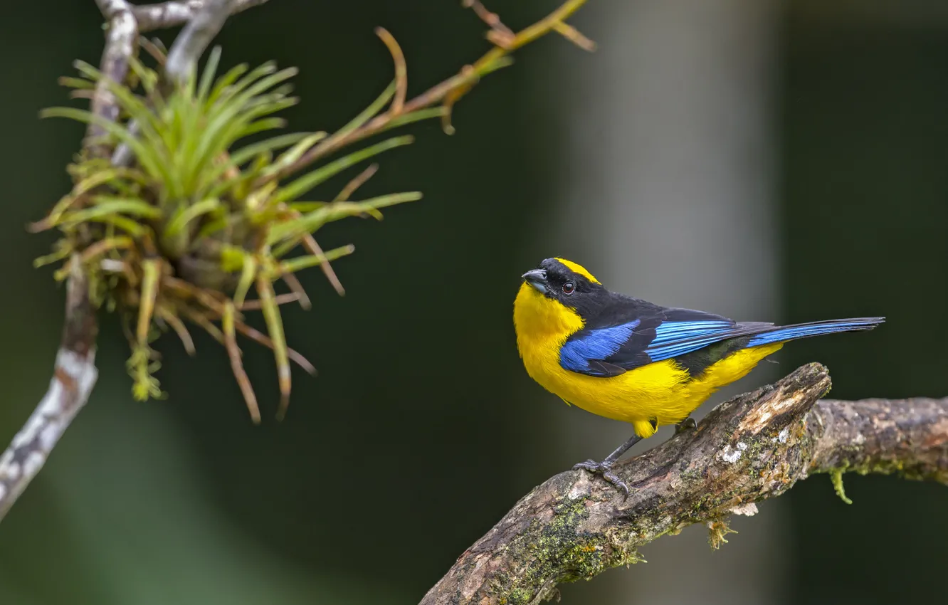 Photo wallpaper bird, bird, anisognathus somptuosus, blue-winged mountain, tanager, Tanagra, tanager spring, cachaquito spring