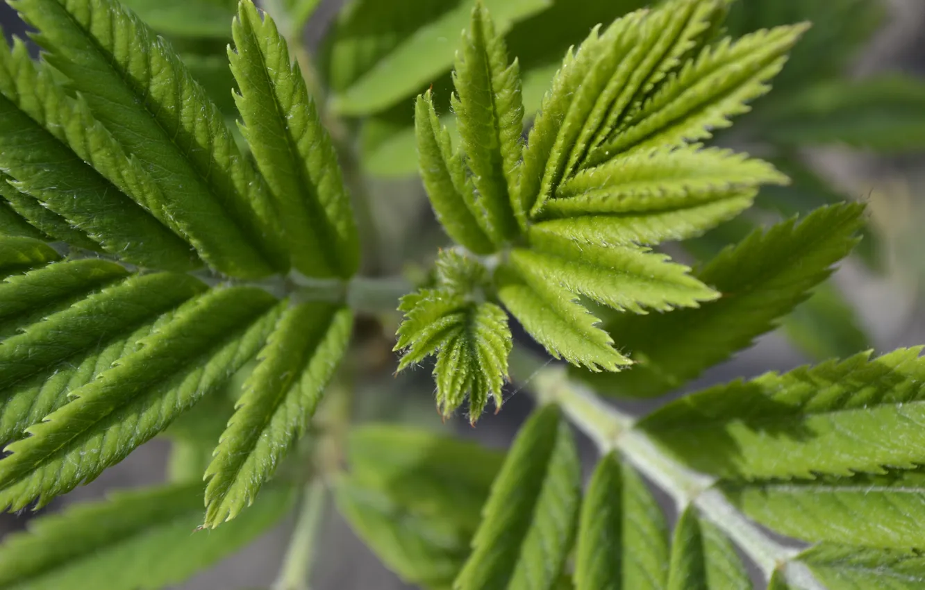 Photo wallpaper greens, leaves, macro, flowers