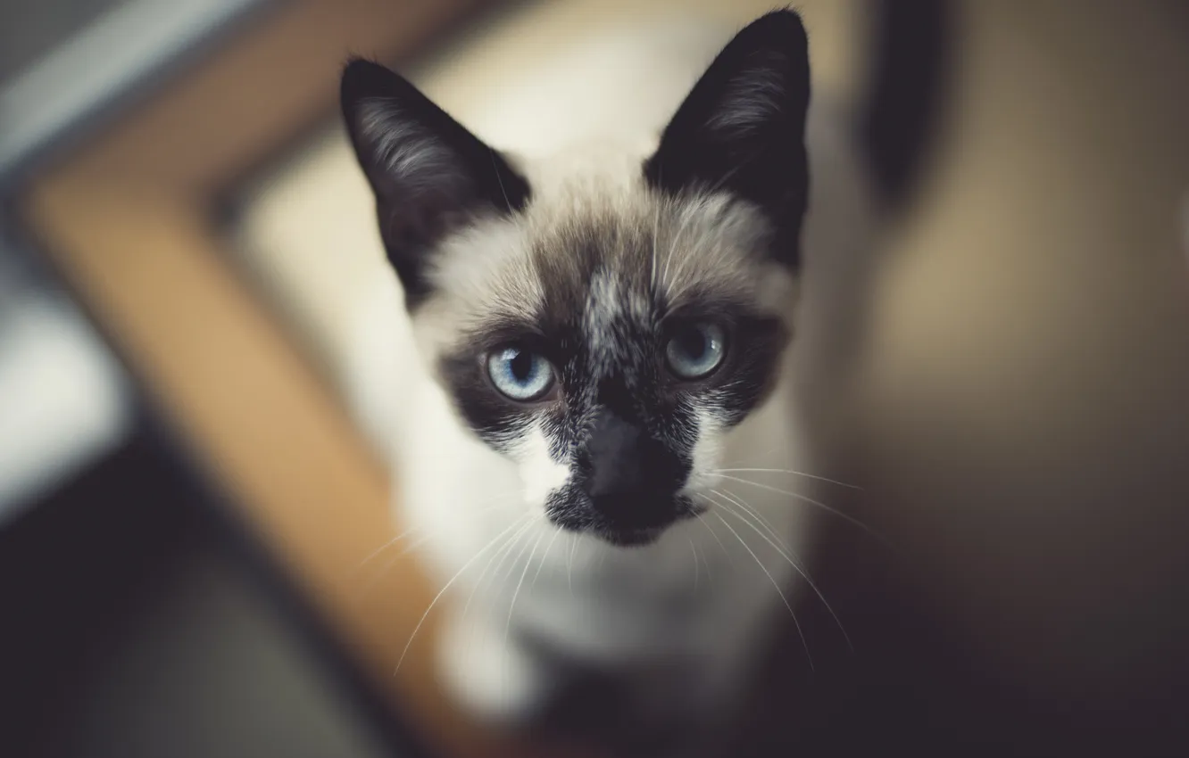 Photo wallpaper cat, look, background