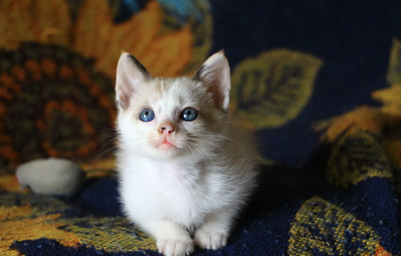 Photo wallpaper look, baby, muzzle, kitty