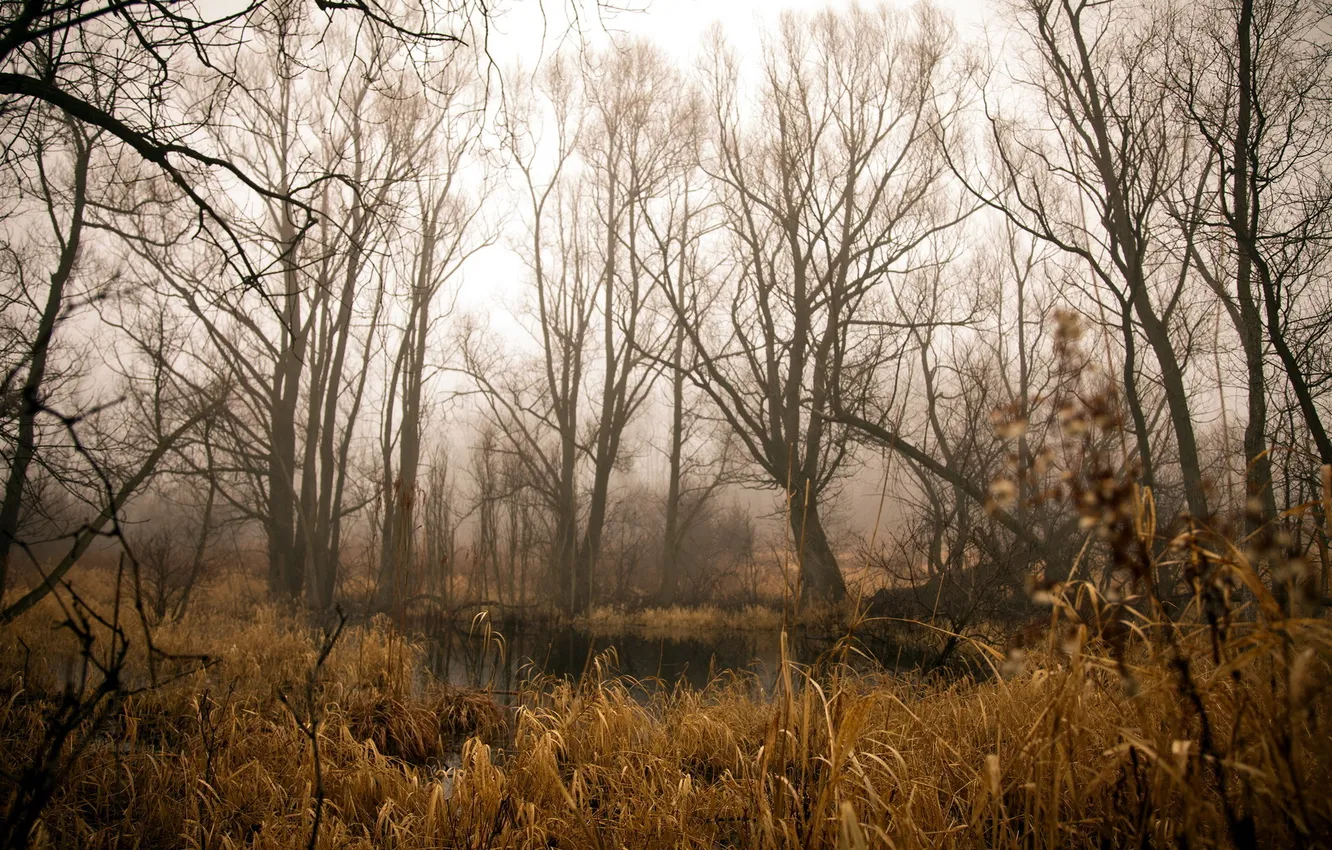 Photo wallpaper forest, nature, pond, reed