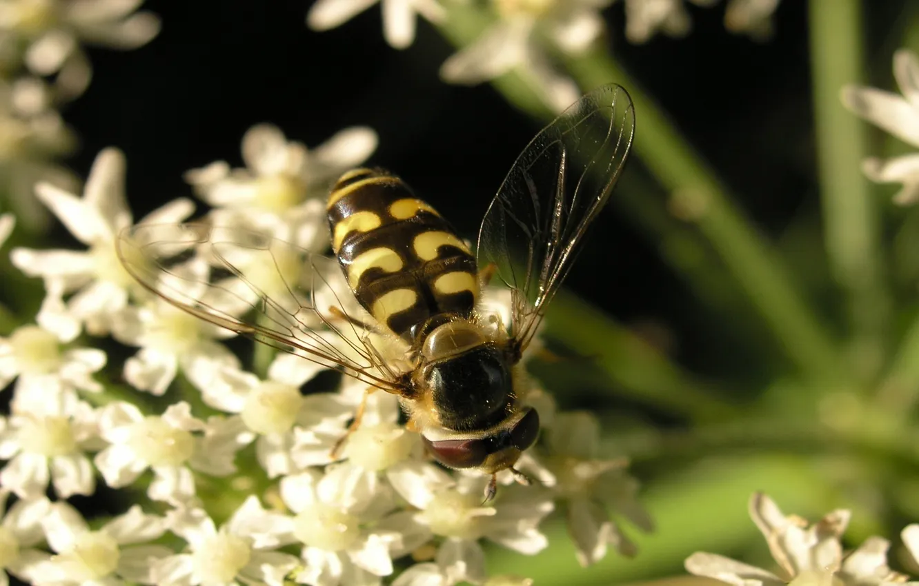 Photo wallpaper flowers, OSA, wings, insect