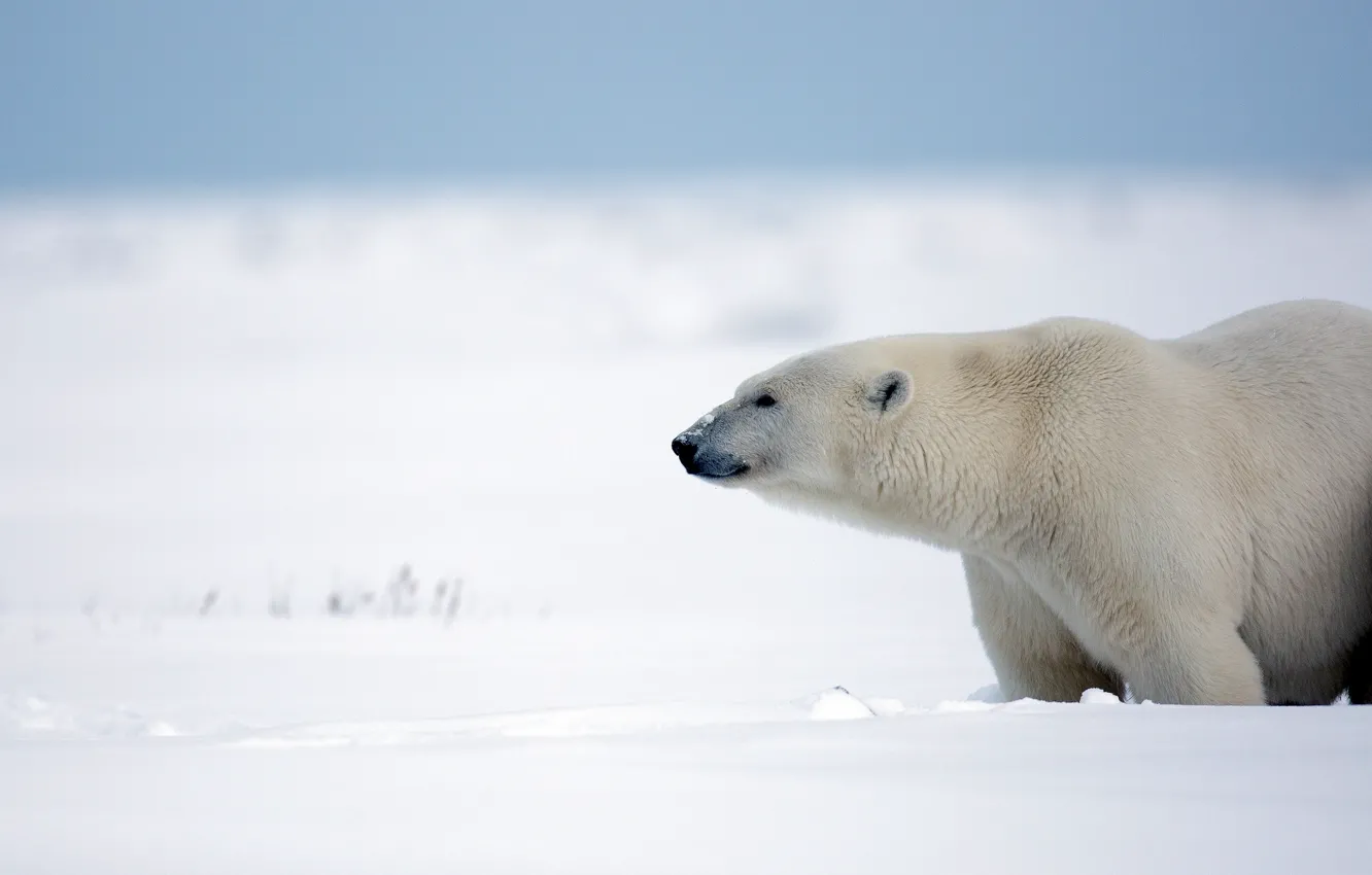 Photo wallpaper winter, snow, bear, Alaska, polar bear, polar bear
