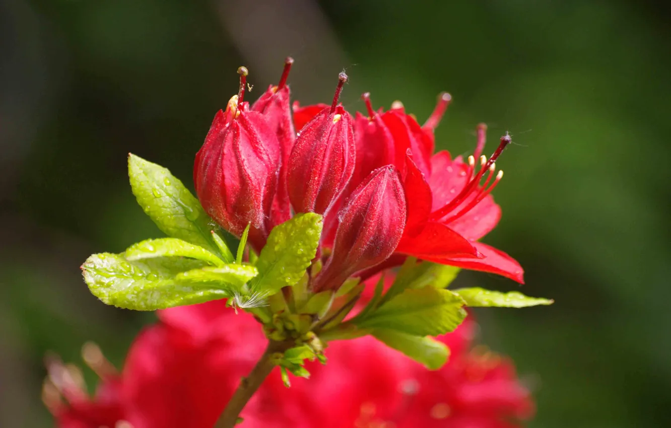 Photo wallpaper flowers, rhododendrons