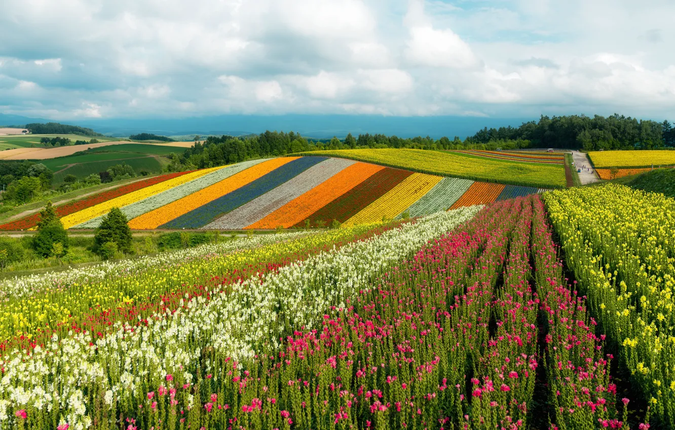 Photo wallpaper field, the sky, the sun, clouds, trees, flowers, hills, Japan