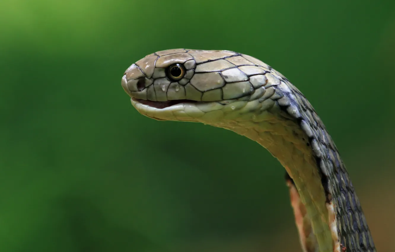 Photo wallpaper Snake, Eyes, Face, Reptile, Animal, Side, Danger, Poisonous