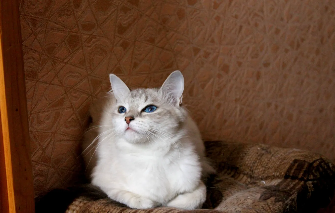 Photo wallpaper eyes, wall, Cat