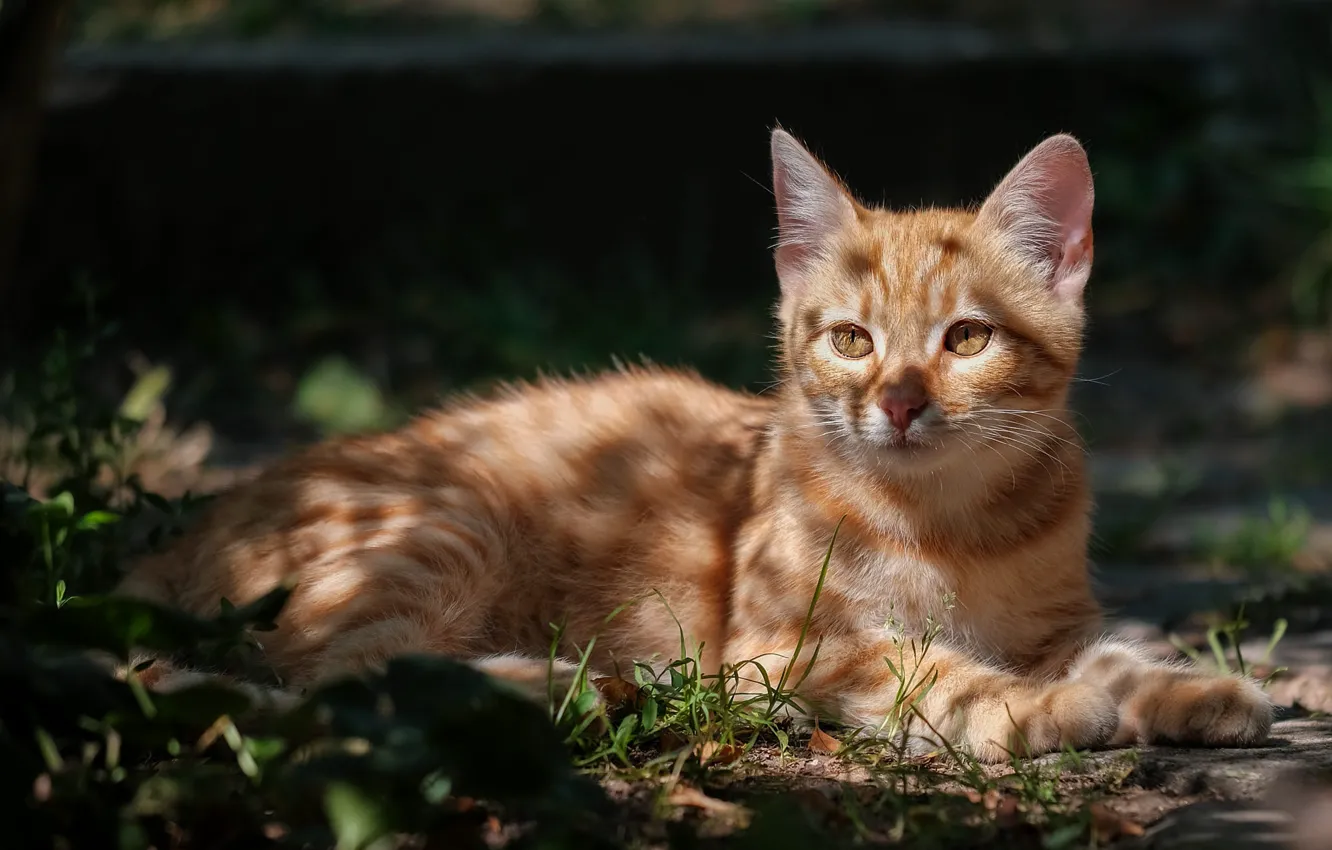 Photo wallpaper cat, grass, look, light, nature, pose, kitty, red