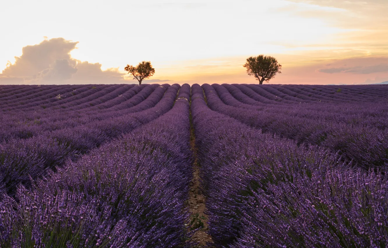 Photo wallpaper lavender, plantation, lavender field