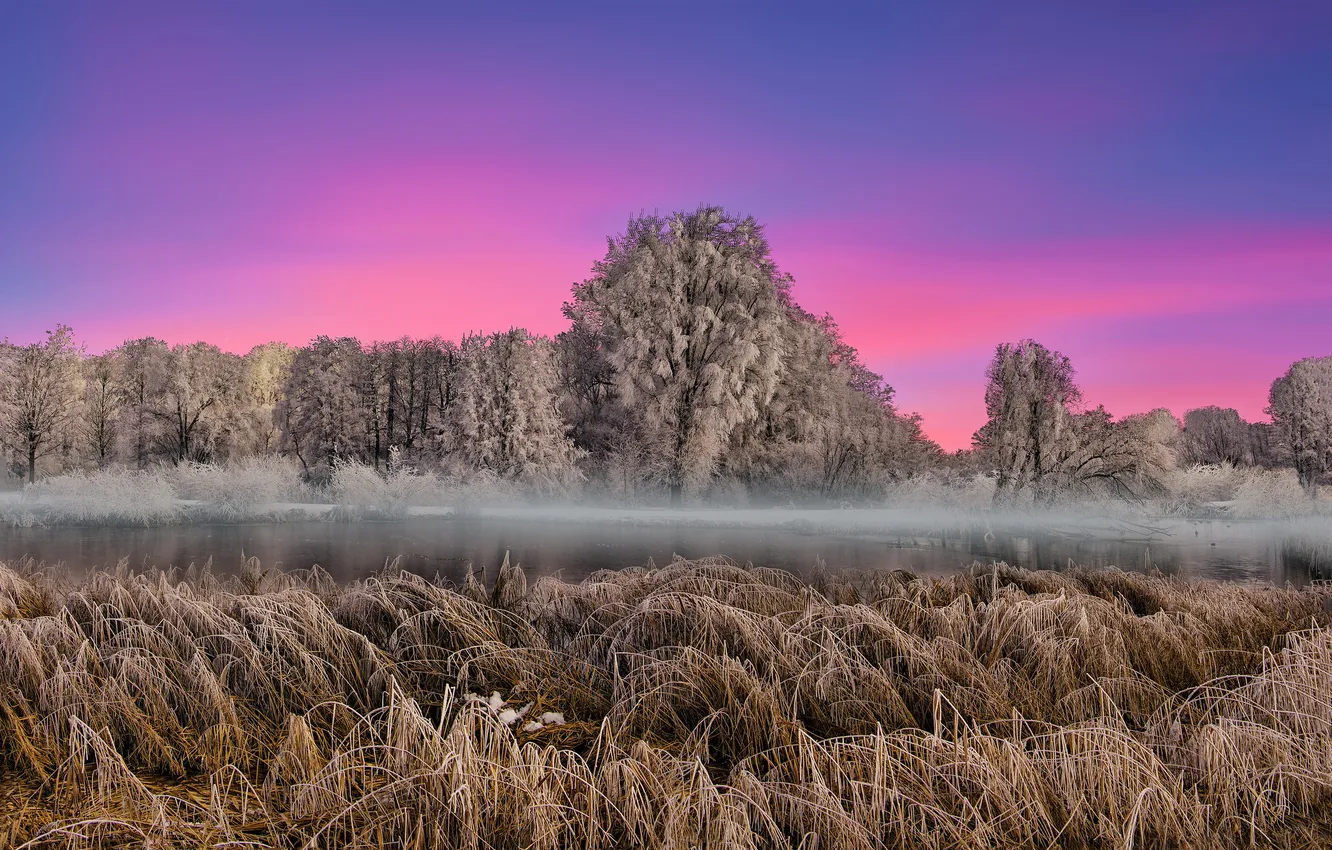 Photo wallpaper winter, frost, forest, grass, trees, sunset, fog, shore