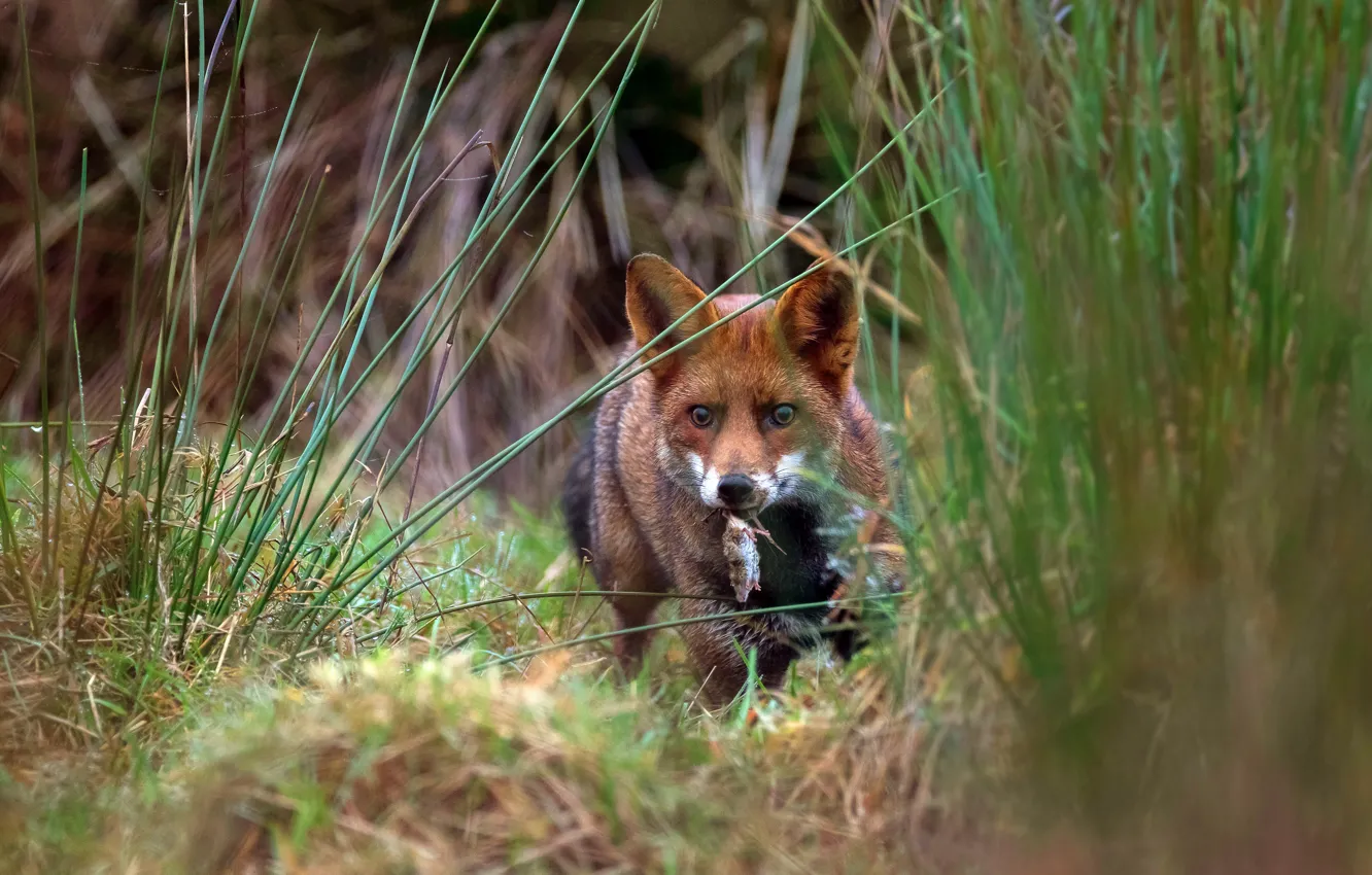 Photo wallpaper grass, look, nature, the victim, predator, mouse, mouse, Fox