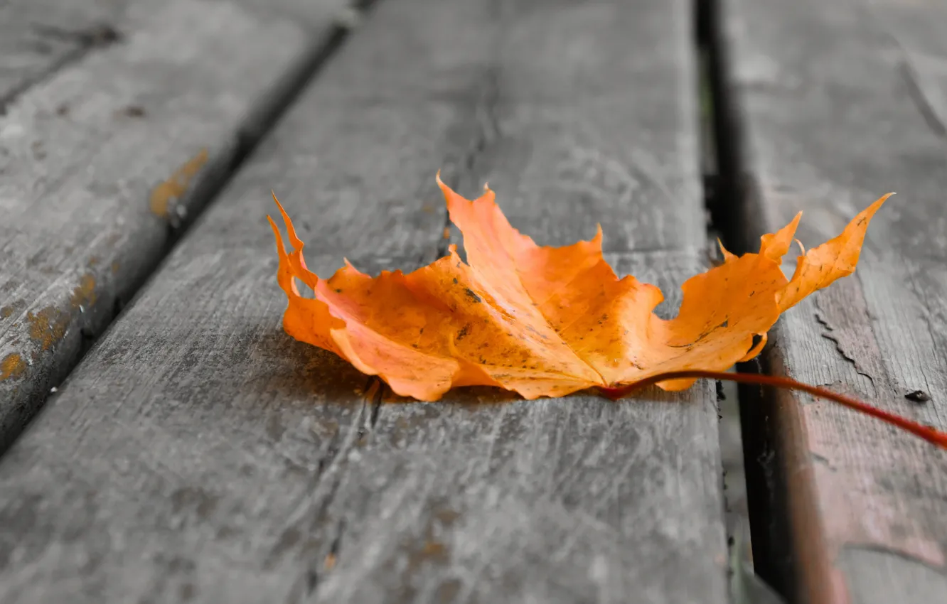 Photo wallpaper autumn, leaves, macro