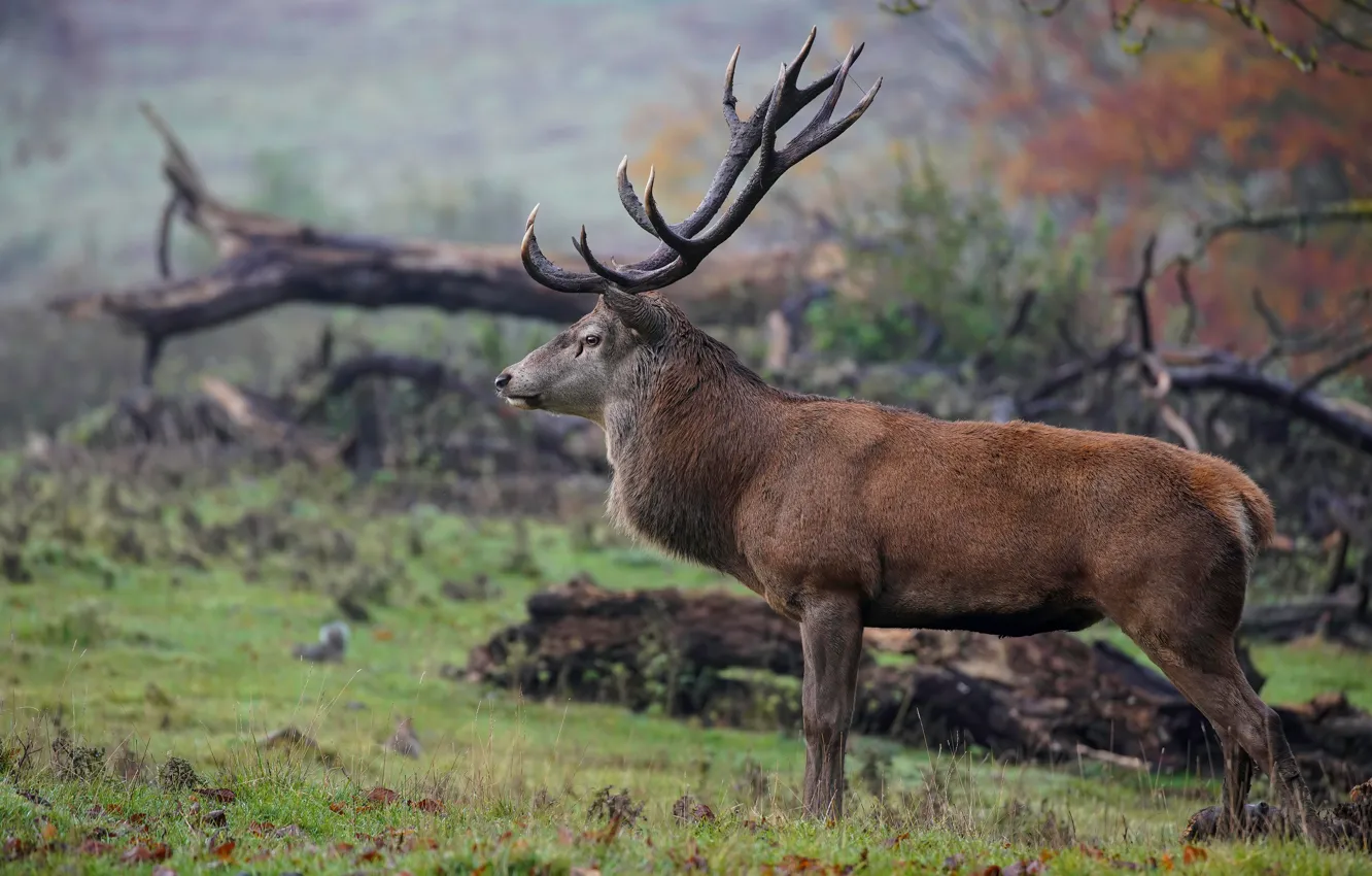 Photo wallpaper autumn, nature, deer, horns, profile