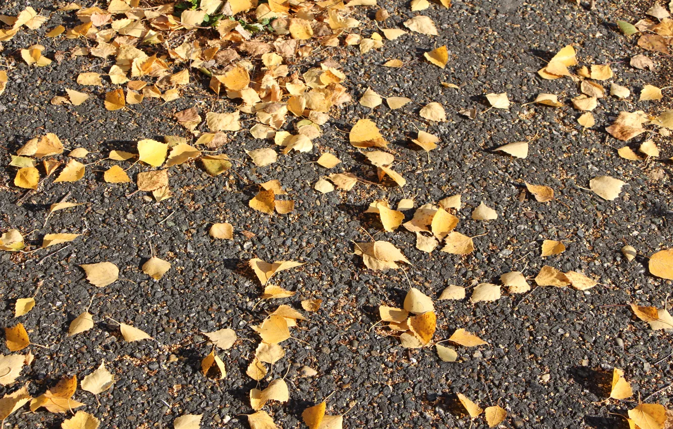 Photo wallpaper autumn, asphalt, yellow leaves
