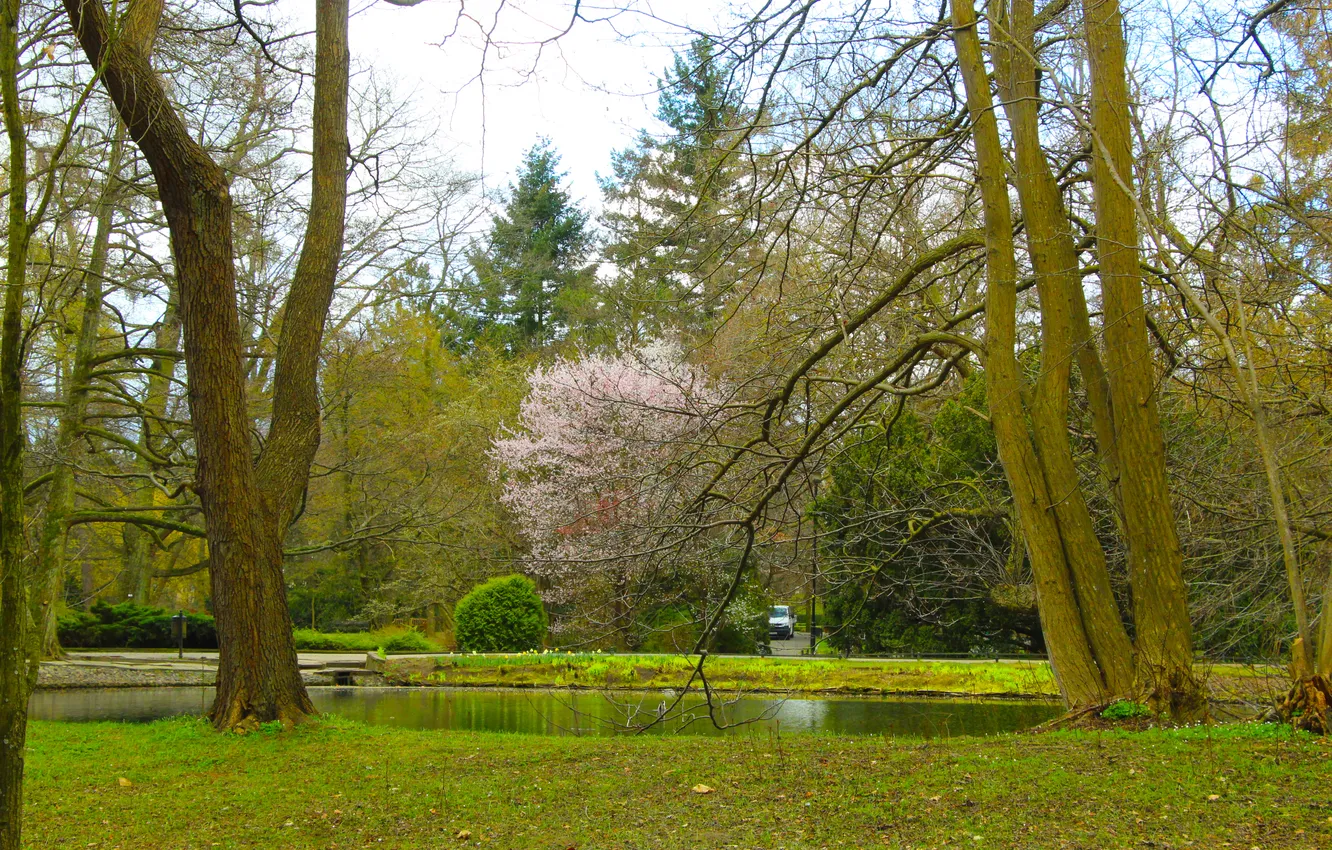 Photo wallpaper trees, park, spring