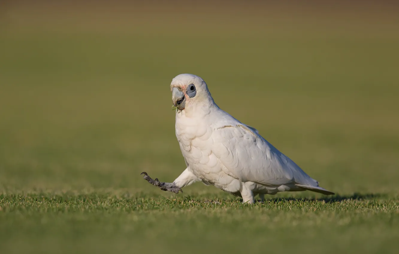 Photo wallpaper nature, bird, parrot, weed