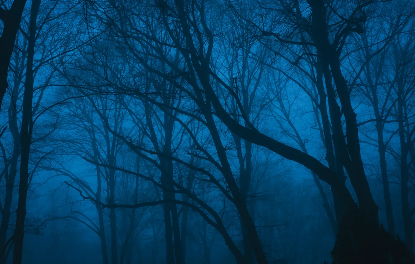 Photo wallpaper forest, trees, night, nature, fog, twilight, Erik Gross