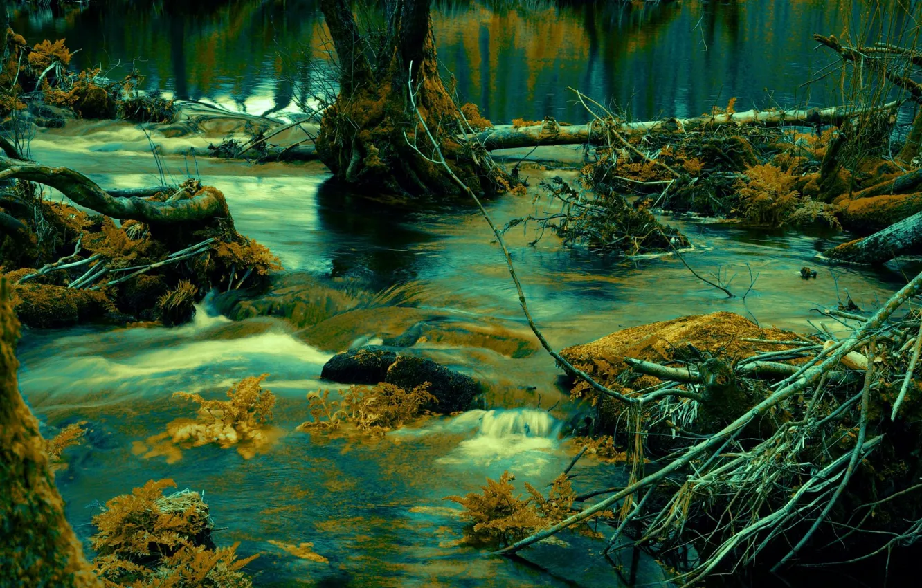 Photo wallpaper branches, stream, stones, waterlogged
