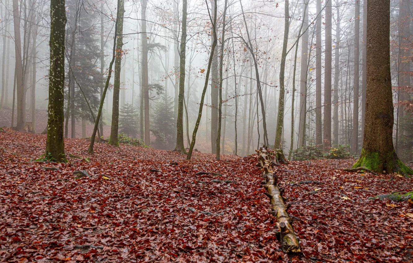 Photo wallpaper autumn, forest, leaves, fog, Switzerland, St. Gallen