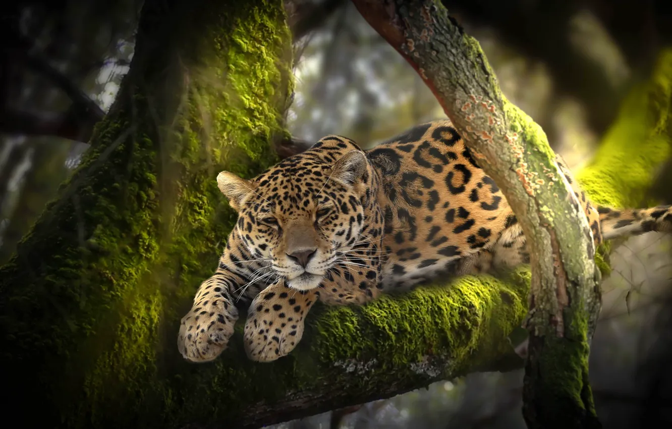 Photo wallpaper trees, nature, animal, moss, predator, jungle, leopard, Africa