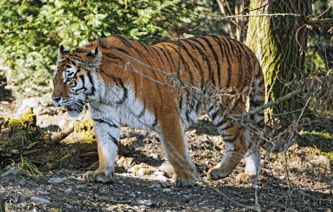 Photo wallpaper tiger, predator, power