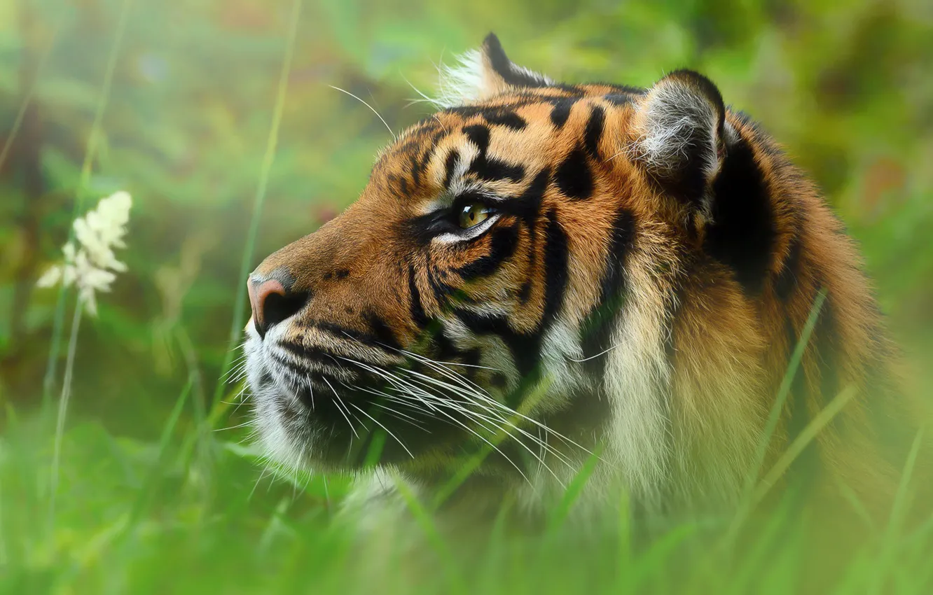 Photo wallpaper grass, look, face, nature, tiger, portrait, profile