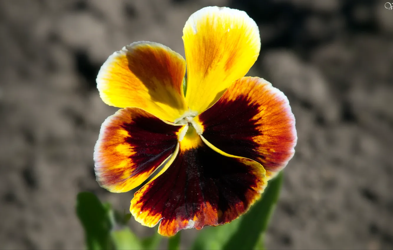 Photo wallpaper flowers, spring, beautiful