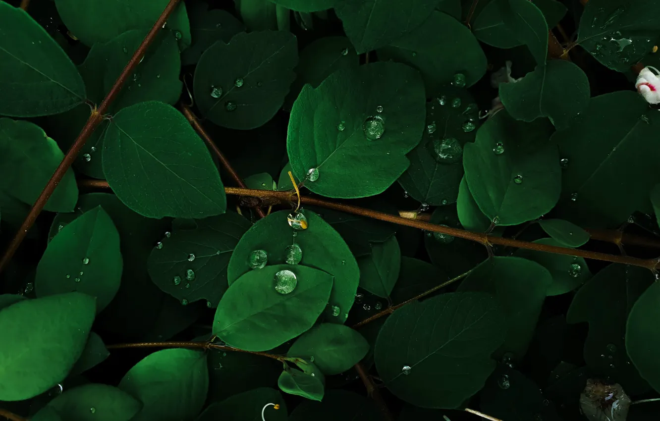Photo wallpaper green leaves, water drops, the branches of a tree