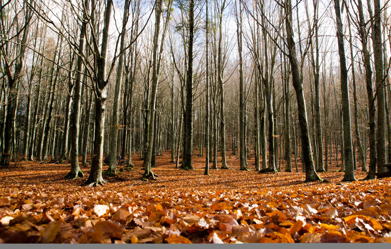 Photo wallpaper autumn, leaves, trees