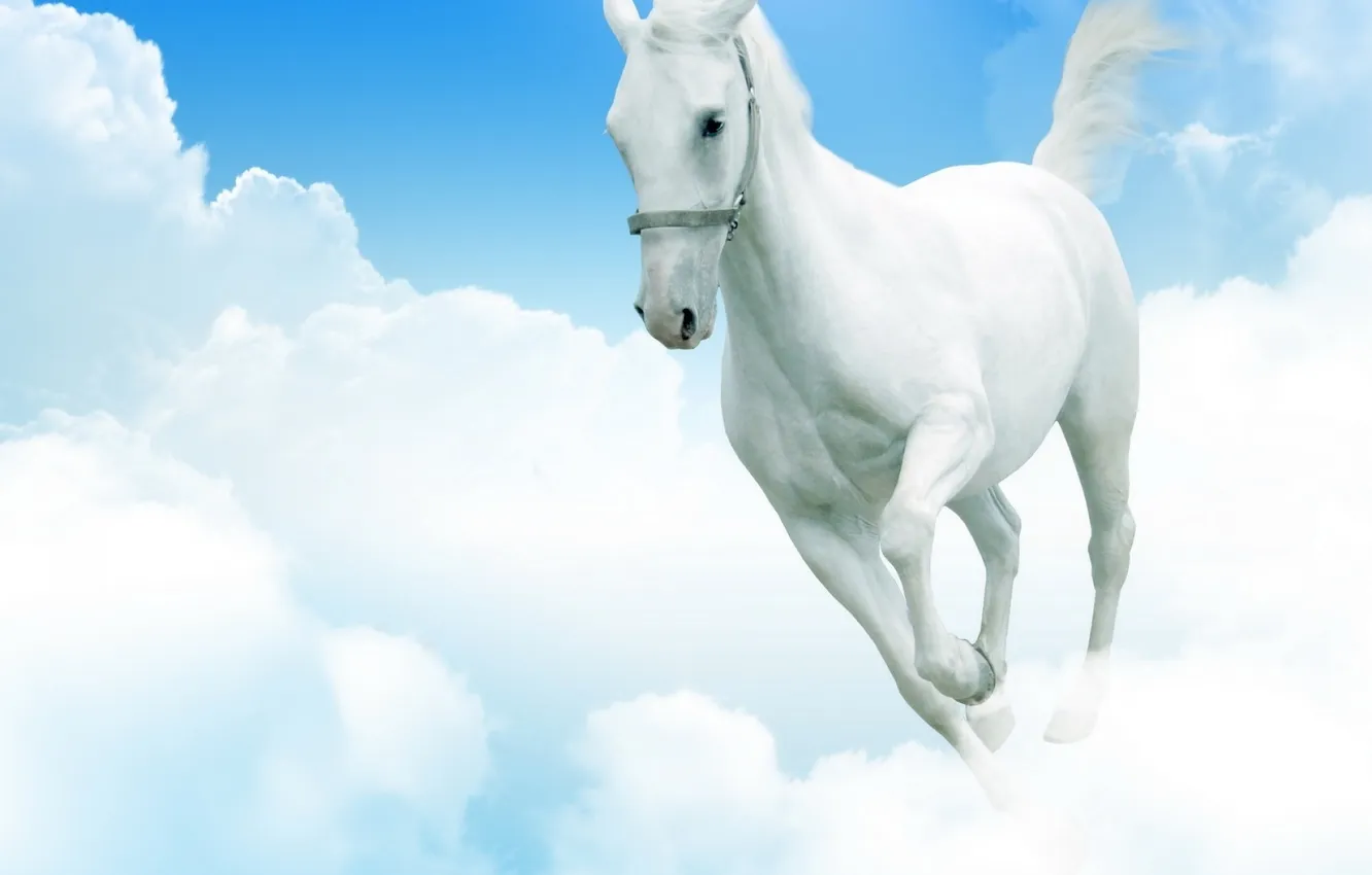 Photo wallpaper white, the sky, clouds, horse, feet, horse, tail, runs