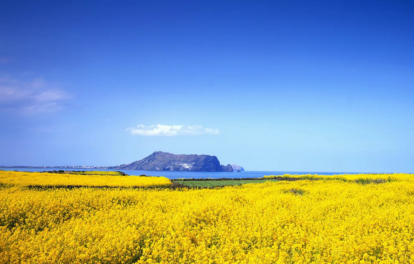 Photo wallpaper sea, field, the sky, mountains, Bay, rape
