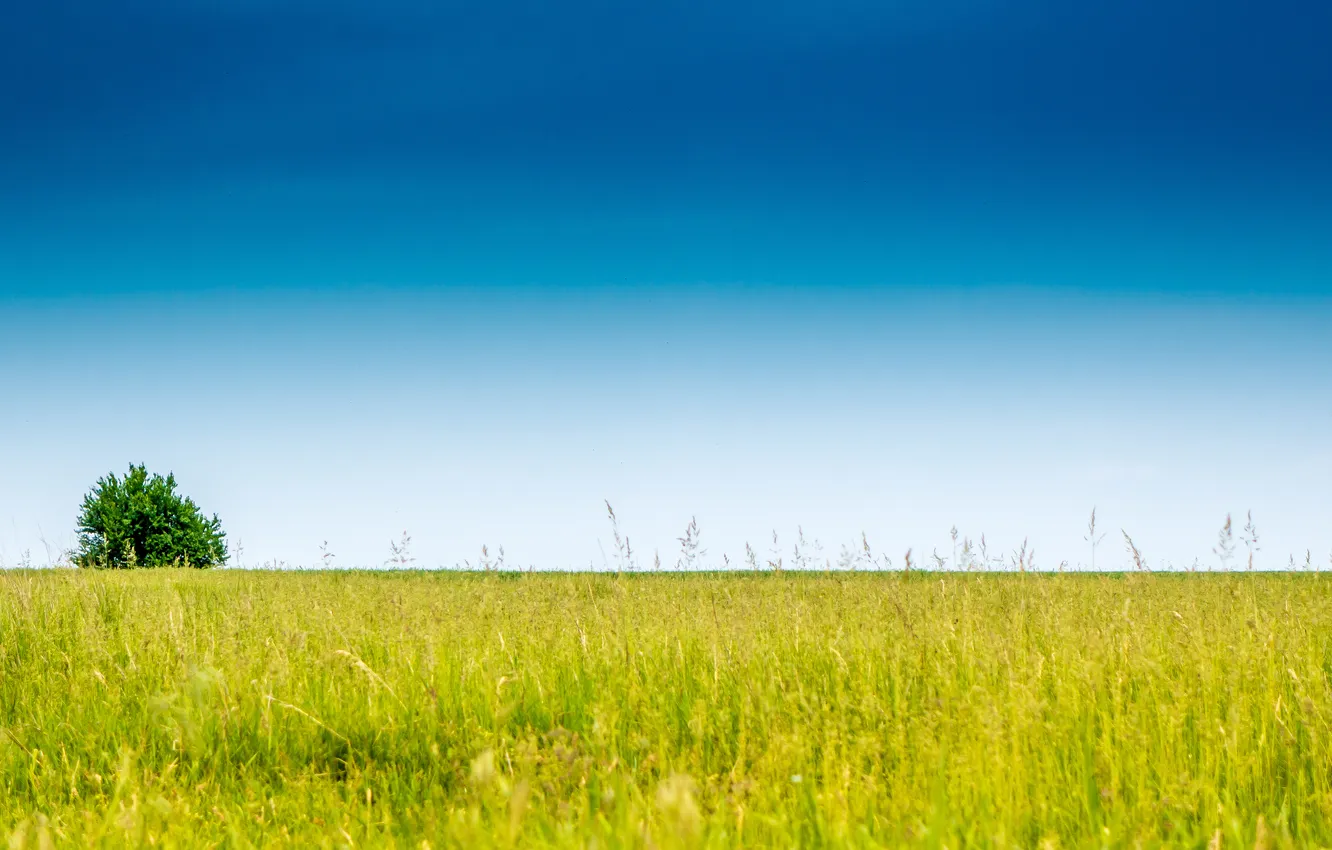 Photo wallpaper field, the sky, grass, trees, line, horizon