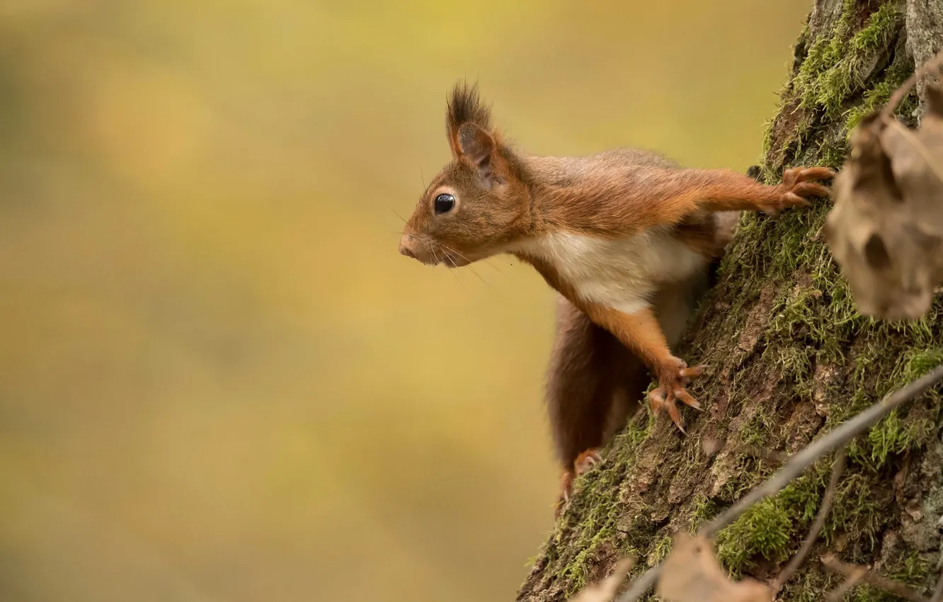 Photo wallpaper look, trees, pose, background, protein, profile, bark