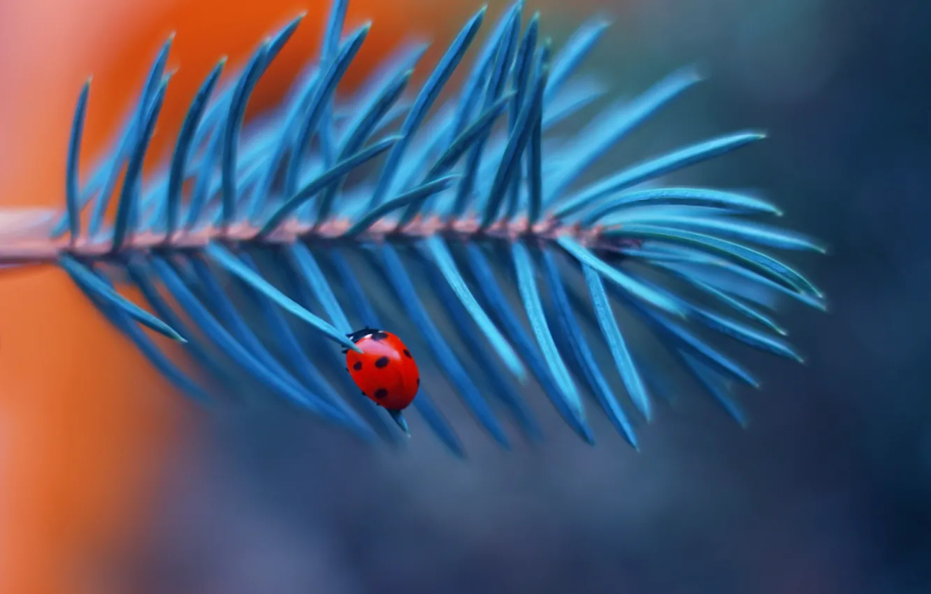 Photo wallpaper macro, needles, branches, ladybug, beetle, insect, bokeh