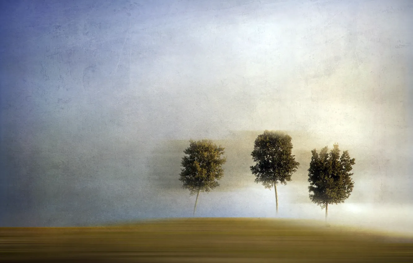 Photo wallpaper trees, landscape, style