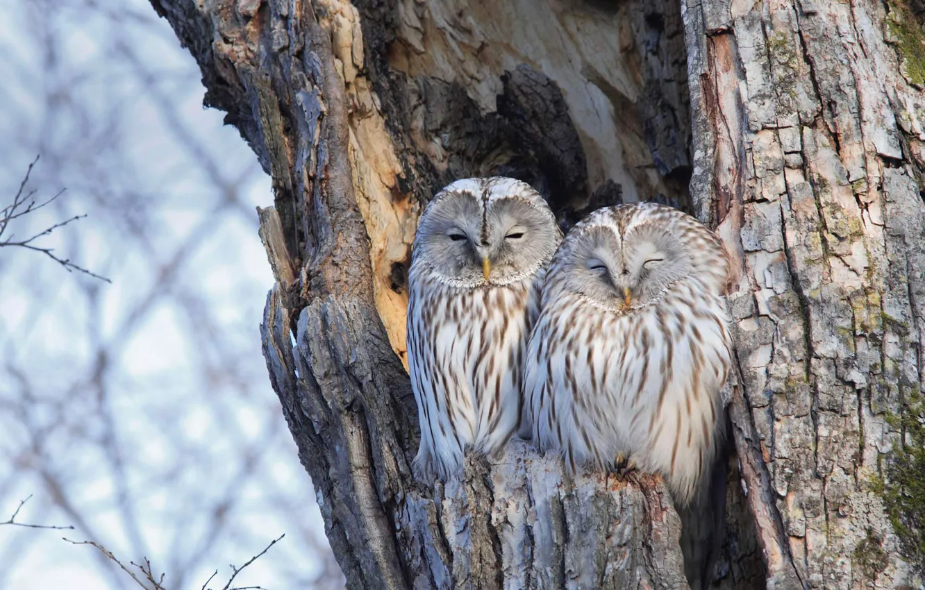 Photo wallpaper birds, nature, tree, the Ural owl, owl long-tailed