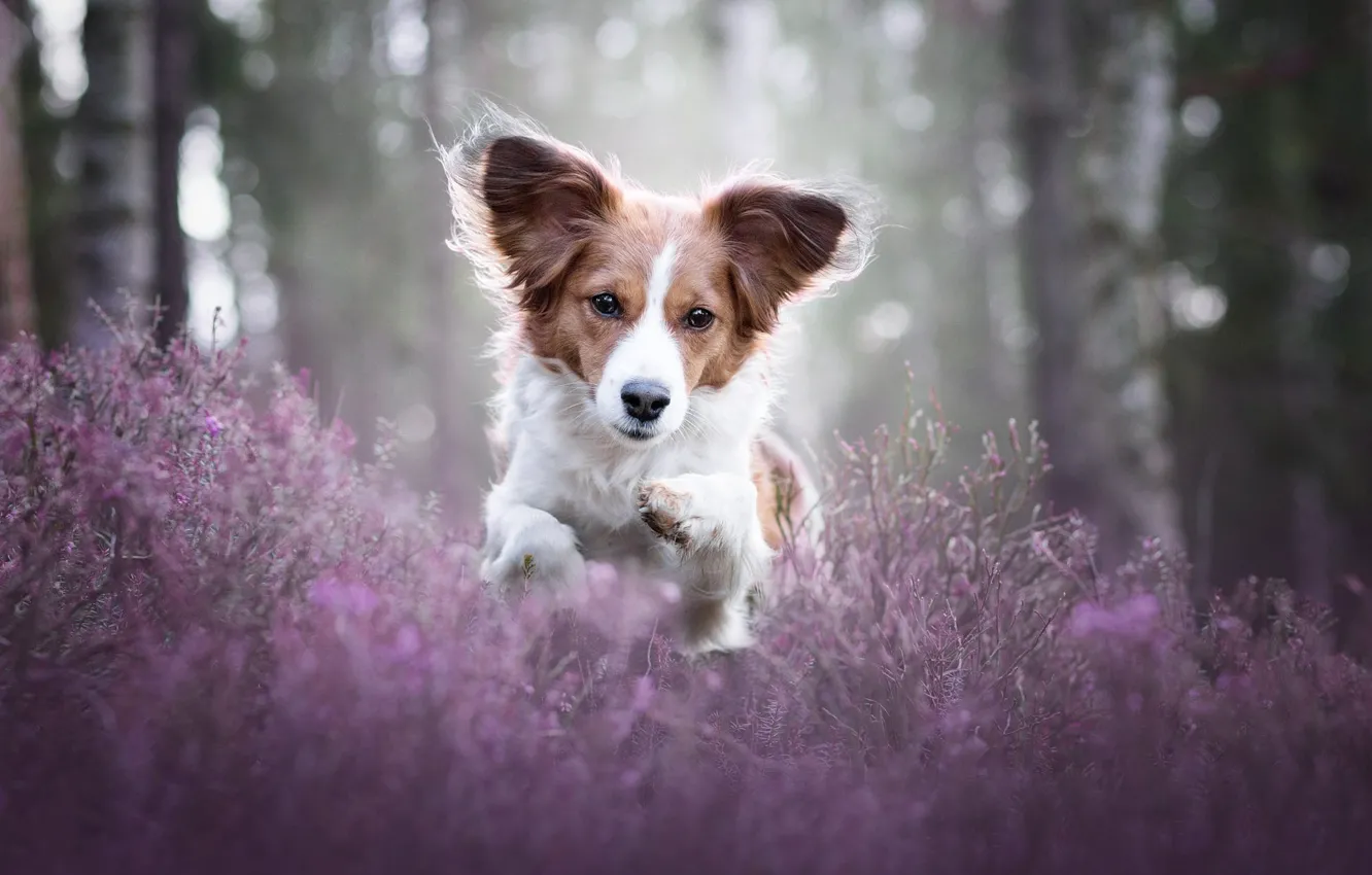 Photo wallpaper forest, face, light, flowers, nature, pose, glare, Park