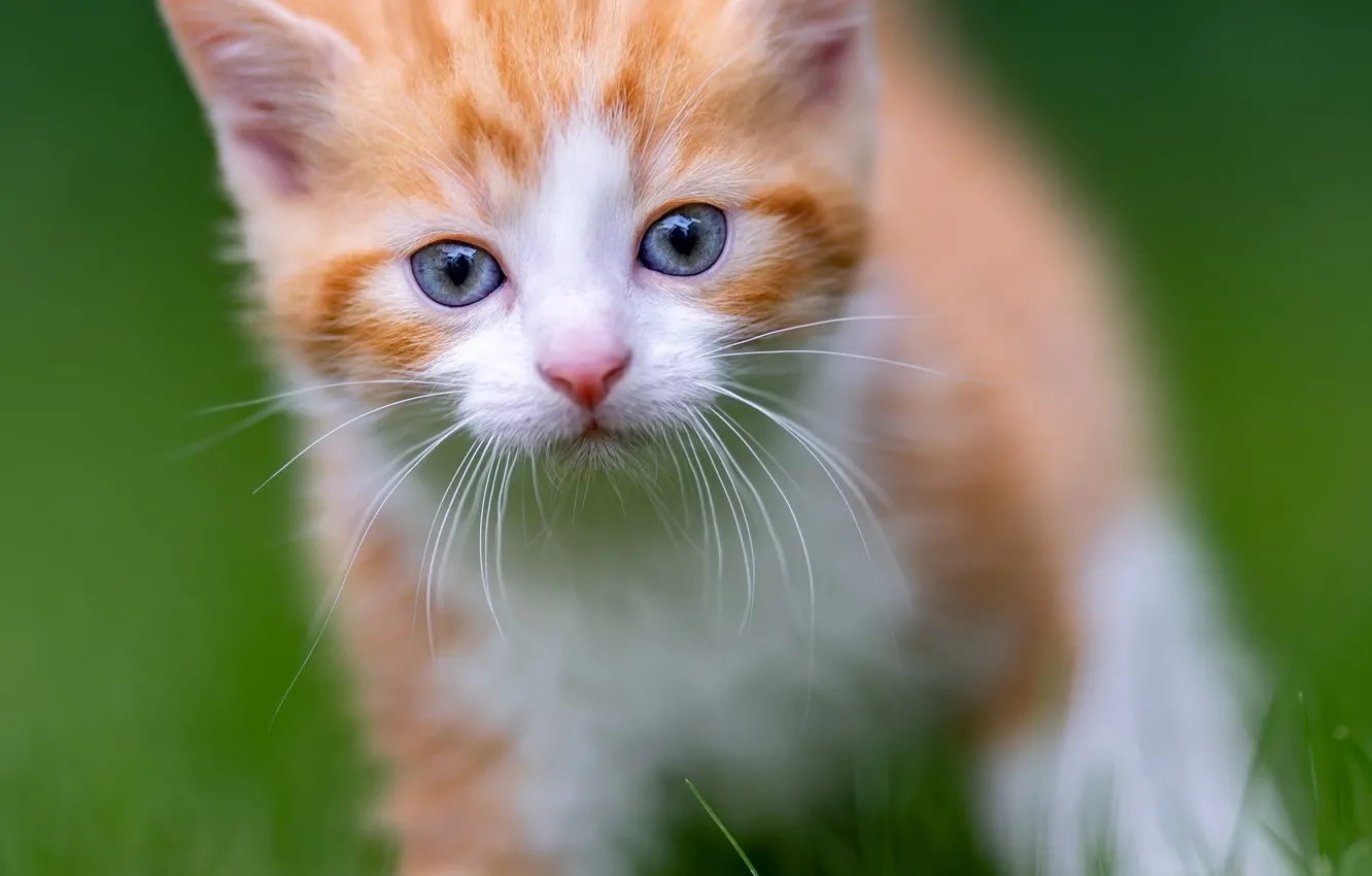 Photo wallpaper cat, grass, look, kitty, portrait, red, kitty, blue eyes