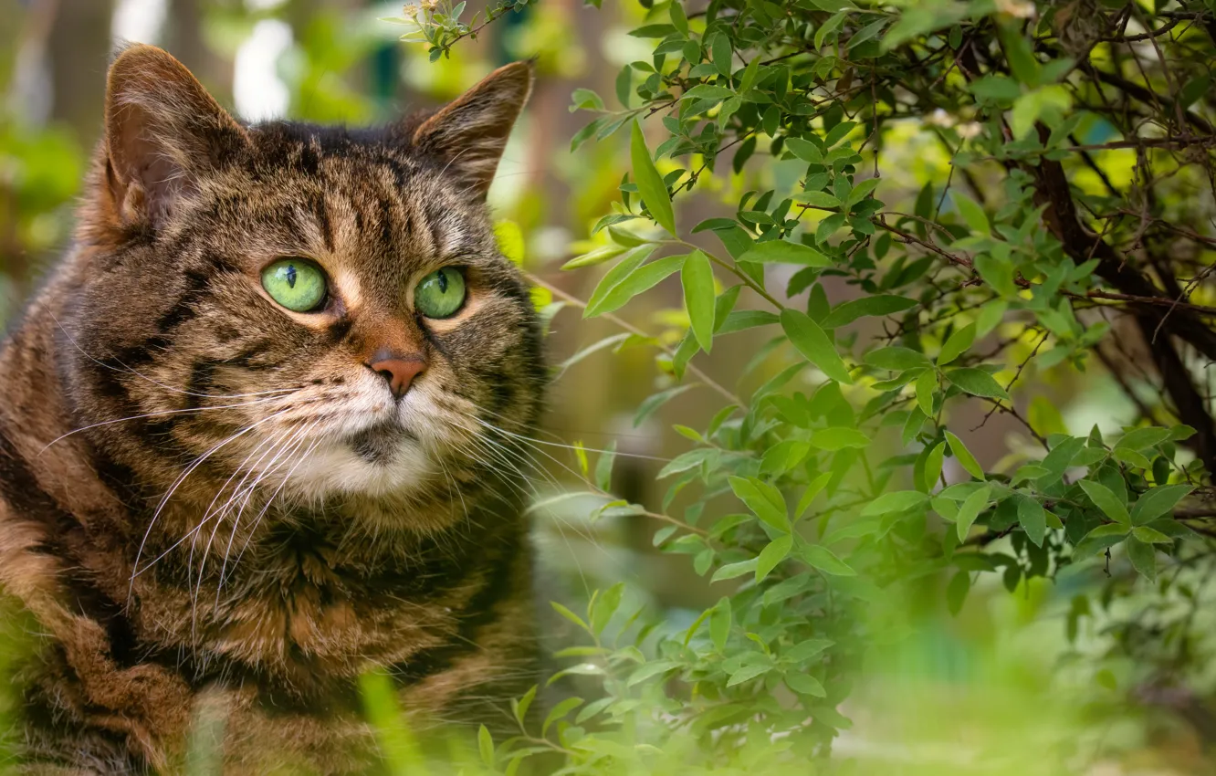 Photo wallpaper cat, cat, look, face, branches, pose, grey, foliage