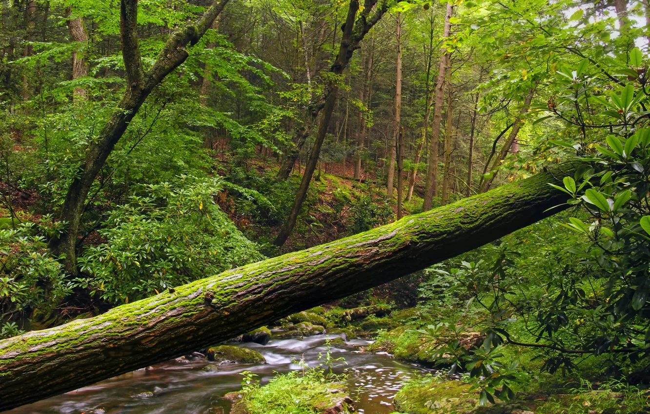 Photo wallpaper forest, trees, nature, river, shore, trunk