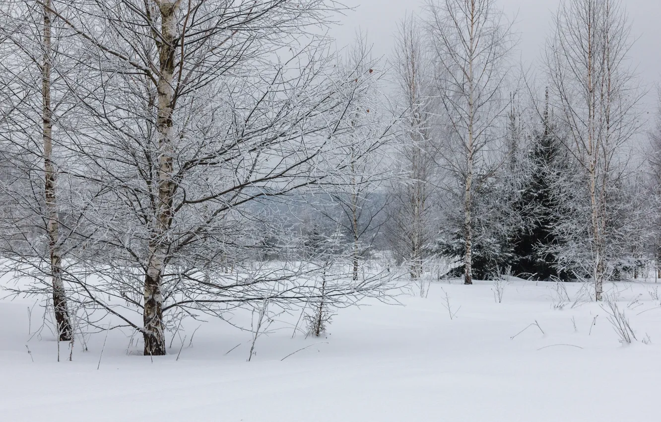 Photo wallpaper winter, frost, forest, snow, trees, tree, overcast, birch