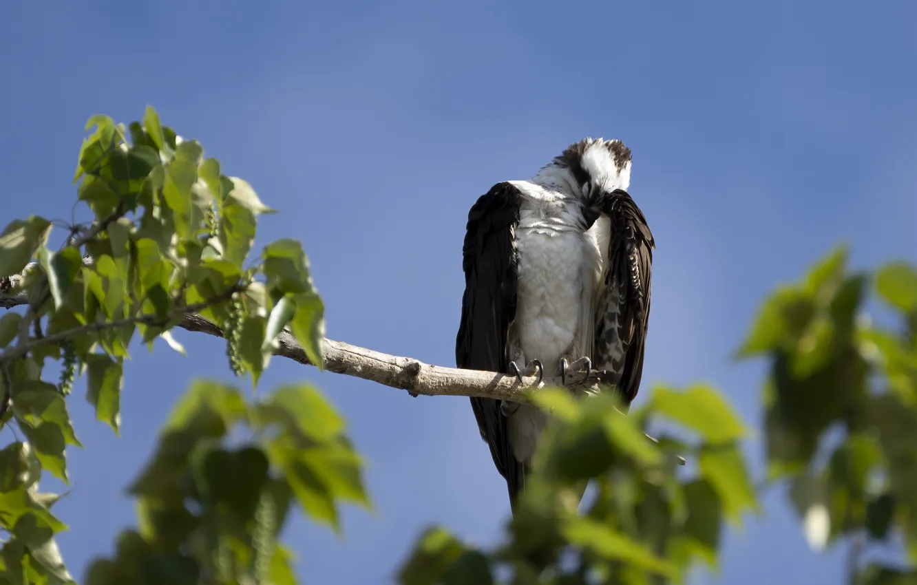 Photo wallpaper leaves, branches, pose, bird, Grif, predatory, bokeh, blue sky
