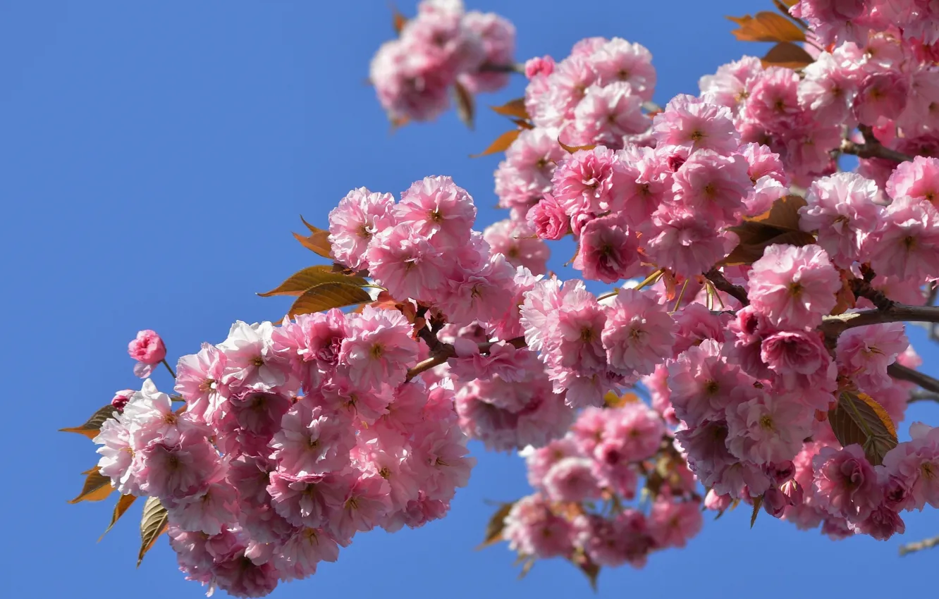 Photo wallpaper macro, branch, Sakura, flowering, Japanese cherry