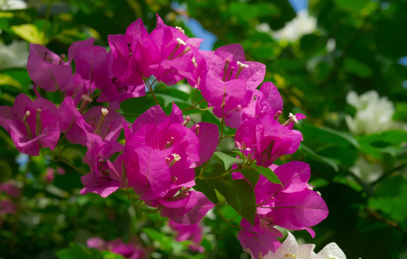 Photo wallpaper flowers, pink, bougainvillea